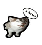 Husky PeDro（個別スタンプ：10）
