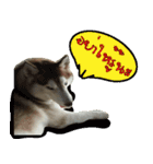 Husky PeDro（個別スタンプ：11）