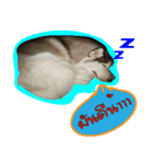 Husky PeDro（個別スタンプ：12）