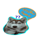 Husky PeDro（個別スタンプ：13）