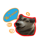 Husky PeDro（個別スタンプ：14）