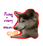 Husky PeDro（個別スタンプ：15）