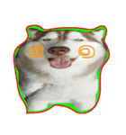 Husky PeDro（個別スタンプ：16）