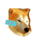 柴犬コタロウ（個別スタンプ：1）