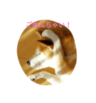柴犬コタロウ（個別スタンプ：2）