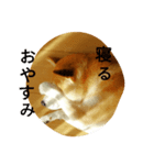 柴犬コタロウ（個別スタンプ：3）