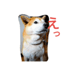 柴犬コタロウ（個別スタンプ：5）