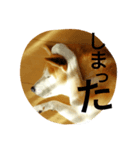 柴犬コタロウ（個別スタンプ：6）