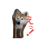 柴犬コタロウ（個別スタンプ：7）