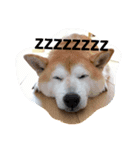 柴犬コタロウ（個別スタンプ：8）