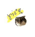 トマト実写化（個別スタンプ：3）