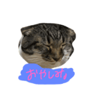 トマト実写化（個別スタンプ：7）