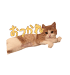 立ち耳スコ たま美 1（個別スタンプ：8）