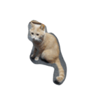 猫の名前はバニラです（個別スタンプ：1）