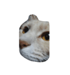 猫の名前はバニラです（個別スタンプ：2）