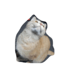 猫の名前はバニラです（個別スタンプ：3）