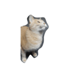 猫の名前はバニラです（個別スタンプ：4）