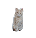 猫の名前はバニラです（個別スタンプ：5）