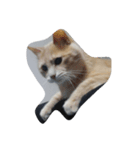 猫の名前はバニラです（個別スタンプ：6）