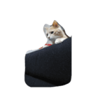 猫の名前はバニラです（個別スタンプ：7）