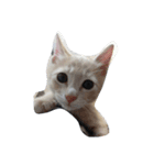 猫の名前はバニラです（個別スタンプ：8）