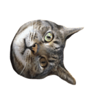 猫のとらじ①（個別スタンプ：1）