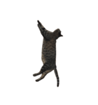 猫のとらじ①（個別スタンプ：3）