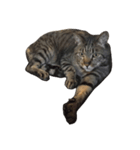 猫のとらじ①（個別スタンプ：5）