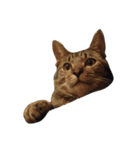 猫のとらじ①（個別スタンプ：10）