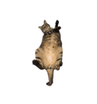 猫のとらじ①（個別スタンプ：11）