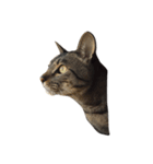 猫のとらじ①（個別スタンプ：12）