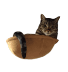 猫のとらじ①（個別スタンプ：13）