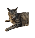 猫のとらじ①（個別スタンプ：15）