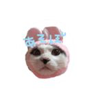 たにみゃーん（個別スタンプ：3）