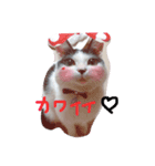 たにみゃーん（個別スタンプ：8）