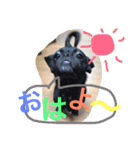 IRIYAfam（個別スタンプ：1）