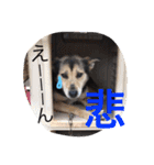 IRIYAfam（個別スタンプ：13）