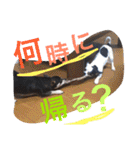 IRIYAfam（個別スタンプ：20）
