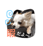 IRIYAfam（個別スタンプ：24）