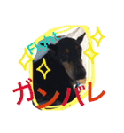 IRIYAfam（個別スタンプ：34）