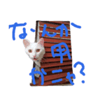 雑な大福(猫)（個別スタンプ：1）