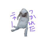 雑な大福(猫)（個別スタンプ：2）