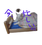 雑な大福(猫)（個別スタンプ：3）