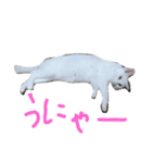 雑な大福(猫)（個別スタンプ：4）