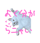 雑な大福(猫)（個別スタンプ：5）