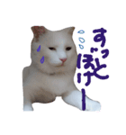 雑な大福(猫)（個別スタンプ：6）