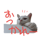 雑な大福(猫)（個別スタンプ：7）