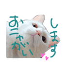 雑な大福(猫)（個別スタンプ：8）