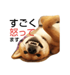 大吉スタンプ！！！！！！！（個別スタンプ：1）