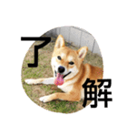 大吉スタンプ！！！！！！！（個別スタンプ：7）